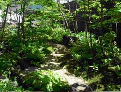 街なかに自然木を植える