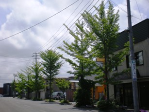 能代市内の自然樹形の街路樹たち・1