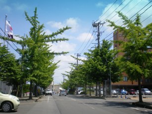 能代市内の自然樹形の街路樹たち・2