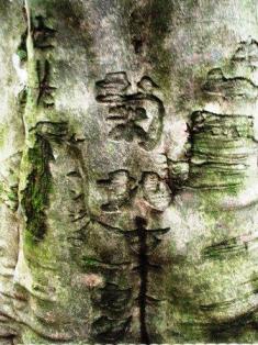 推定樹齢350年ブナの樹皮に刻まれる菊池某