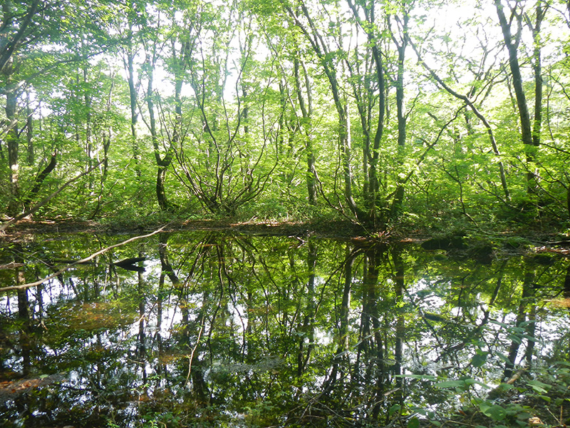 生物が息づく鳥海山の森
