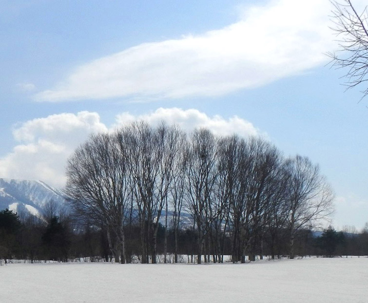 枝や幹が内から外へと向かい、こんもりとした形になる森の姿