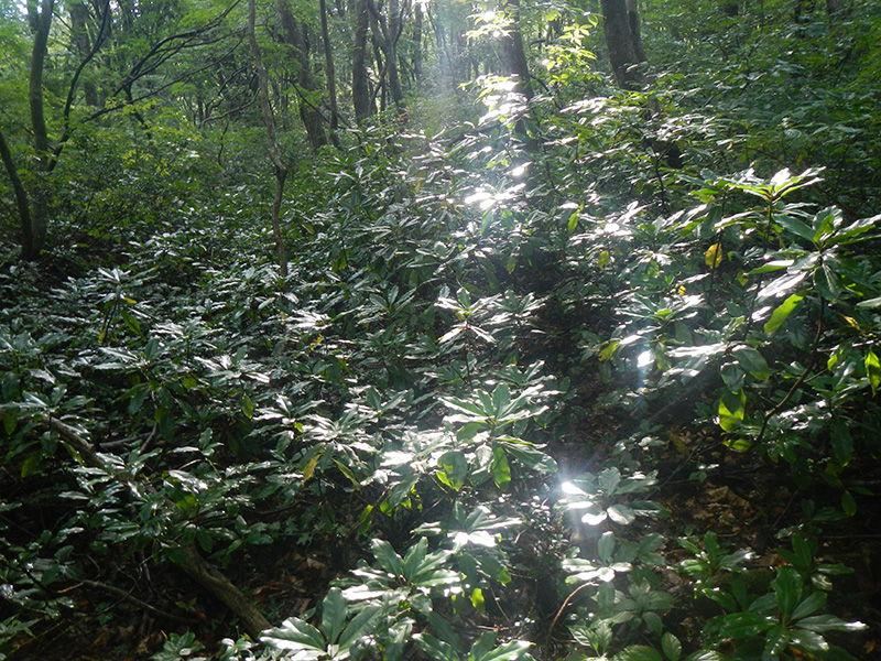 鳥海山のエゾユズリハ