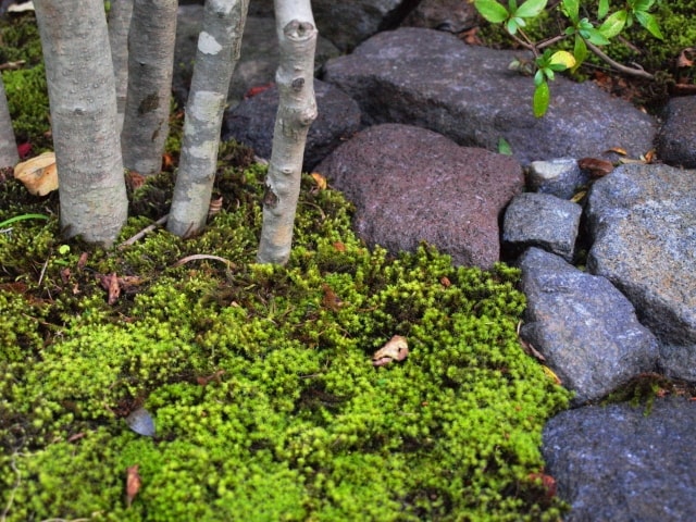 大きな柿の木を活かした木漏れ日の庭