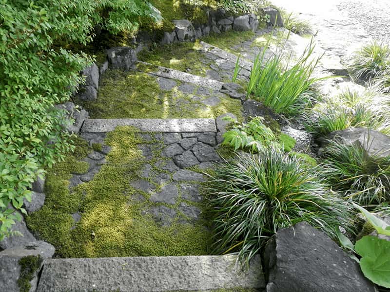 苔生すアプローチ