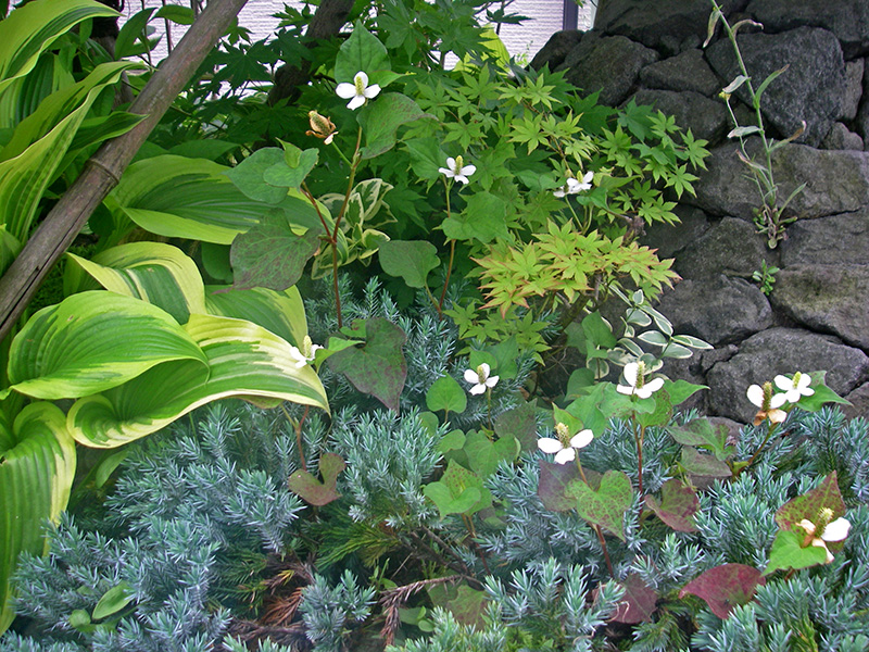 作庭から6年目の庭の景色