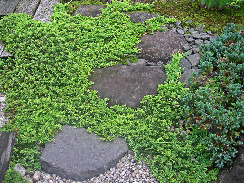 高山の景色のような沢飛び