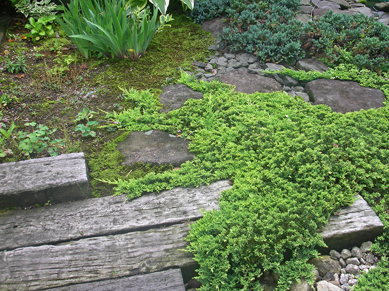 園路を覆ってゆくハイビャクシン