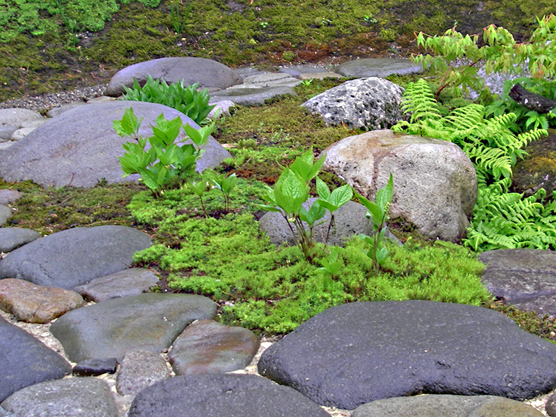 ヒトリシズカの花