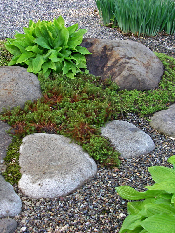 収穫時期のウルイの若葉