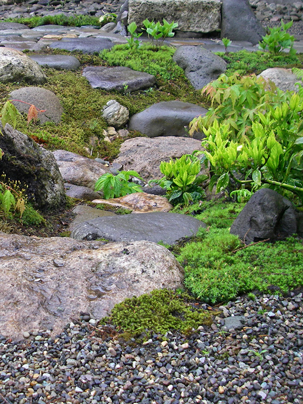 石の間から顔を出すミズ