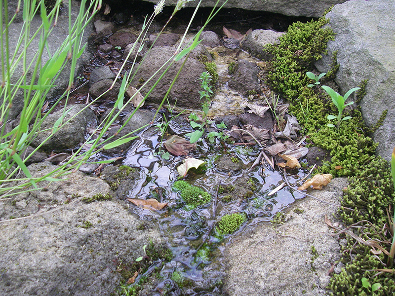 6月の沢飛びの様子