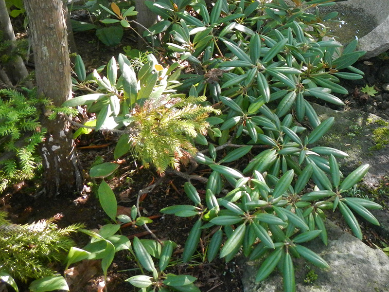 スギとシャクナゲに木漏れ日が降る