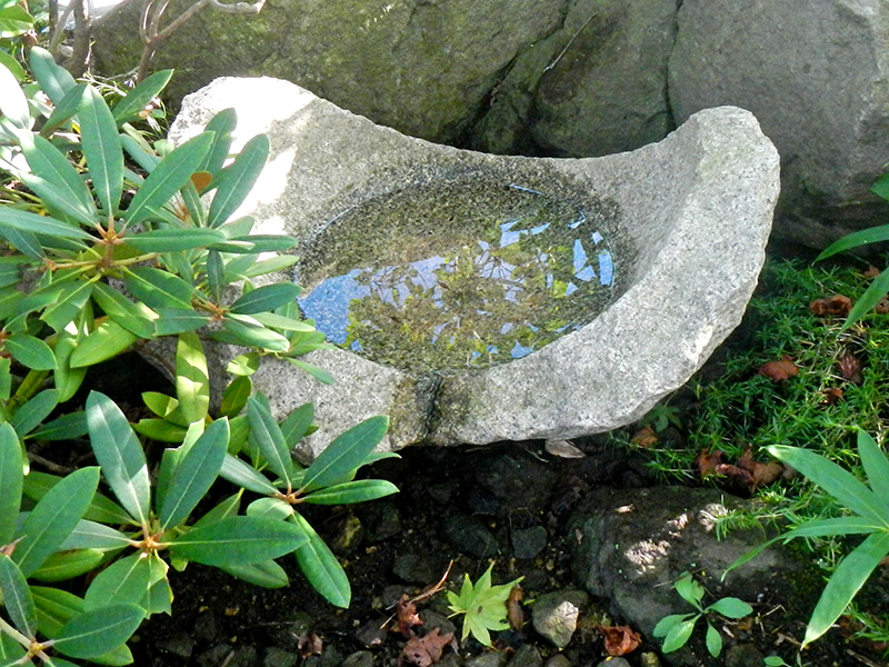 水鏡に映る夏の梢