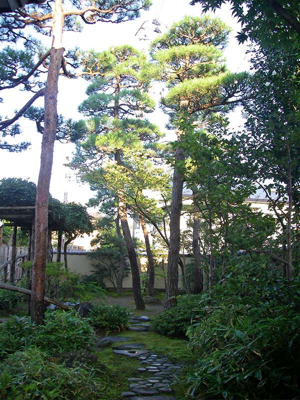 雑木林から「風の松原」へ