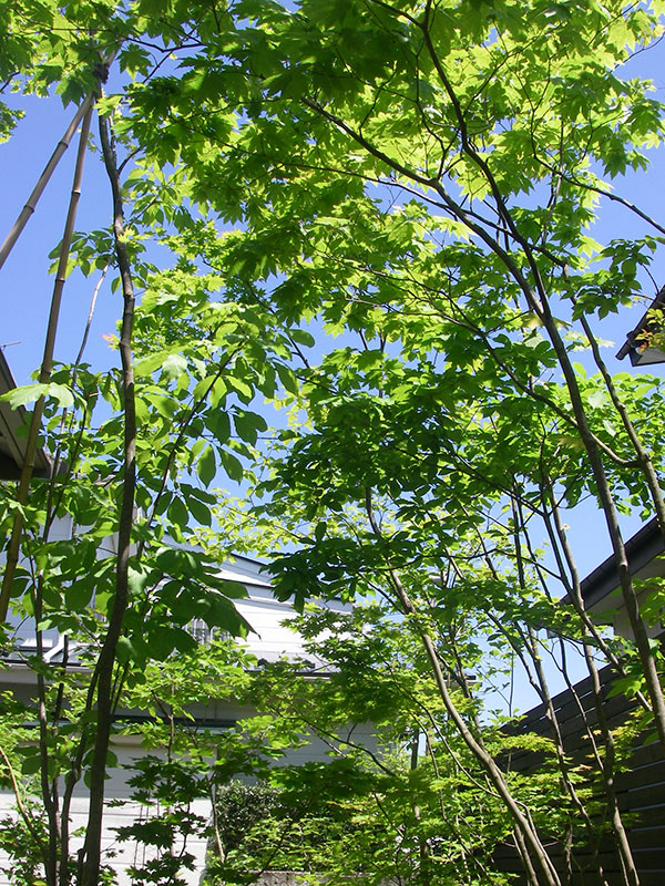 夏の梢を見上げる