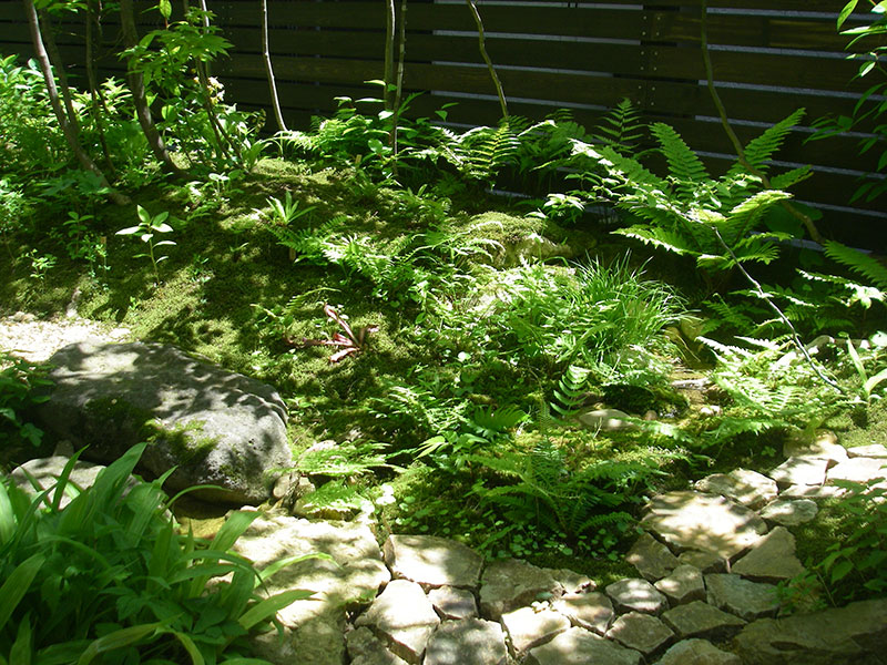 水を吸い上げ、葉に日の光を受け止める草たち