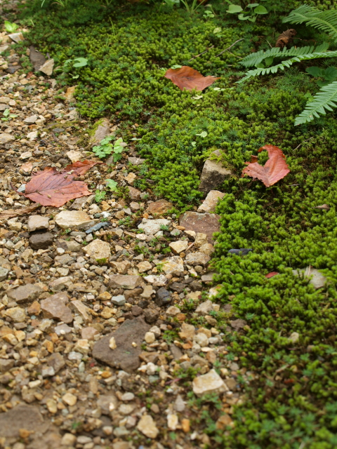 苔の上の落ち葉