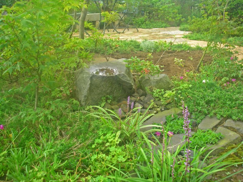 初夏の庭。青々とした下草が茂る水鉢まわりの景色