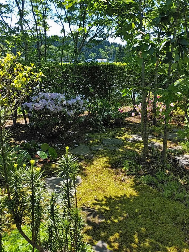 成長した庭木が作る木陰