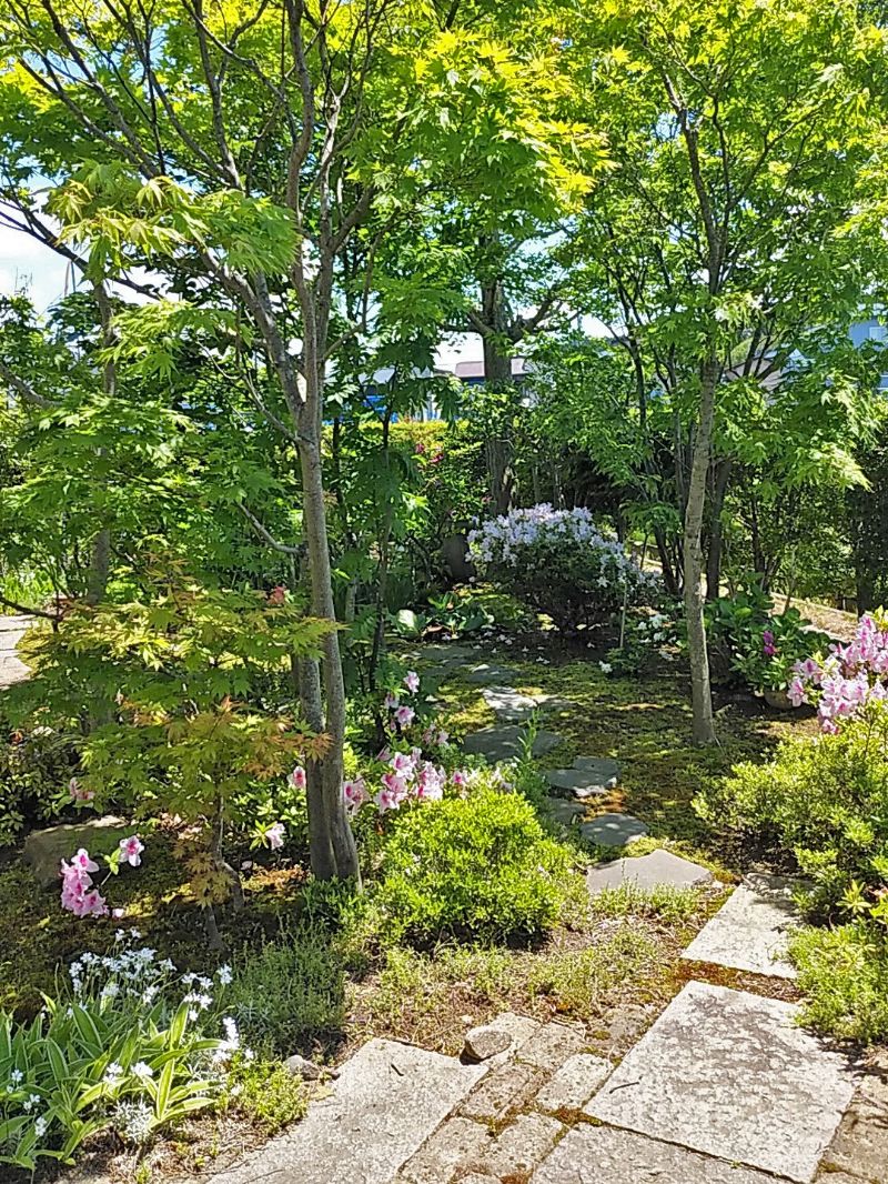 のびのびと枝葉を広げる庭の高木