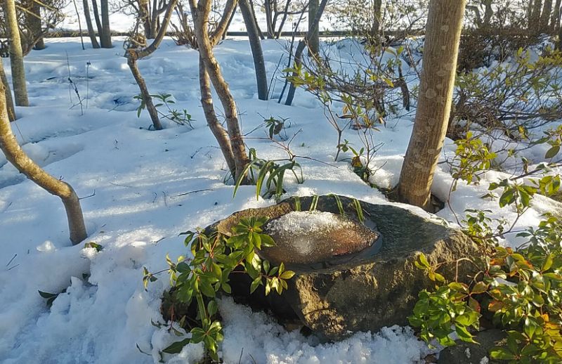 自然の林の中に居るような、早春の雪の日の庭