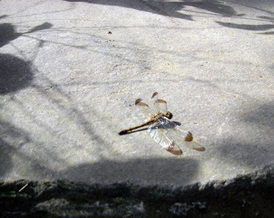 陽だまりにトンボがやってきた