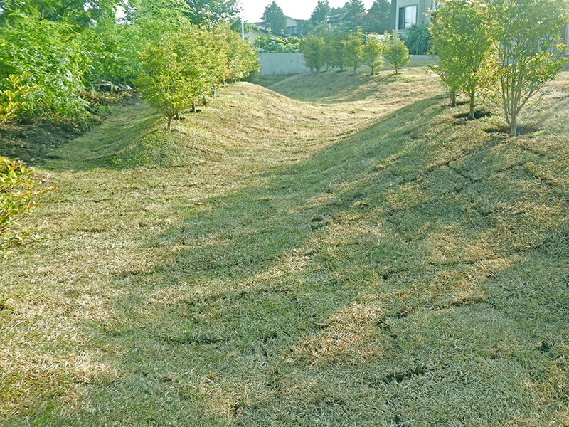 芝の丘