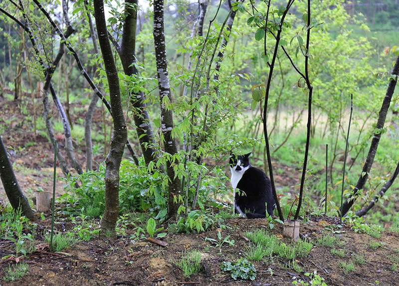 春、芽吹きの庭