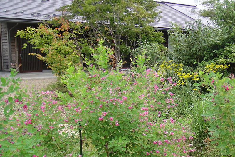 萩とオミナエシが咲く初秋の庭
