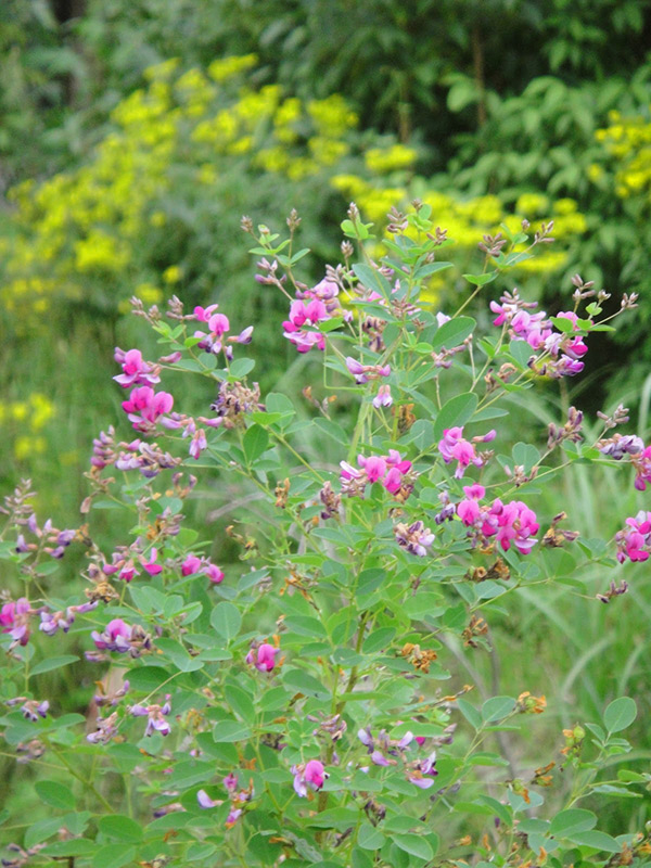萩とオミナエシが咲く初秋の庭