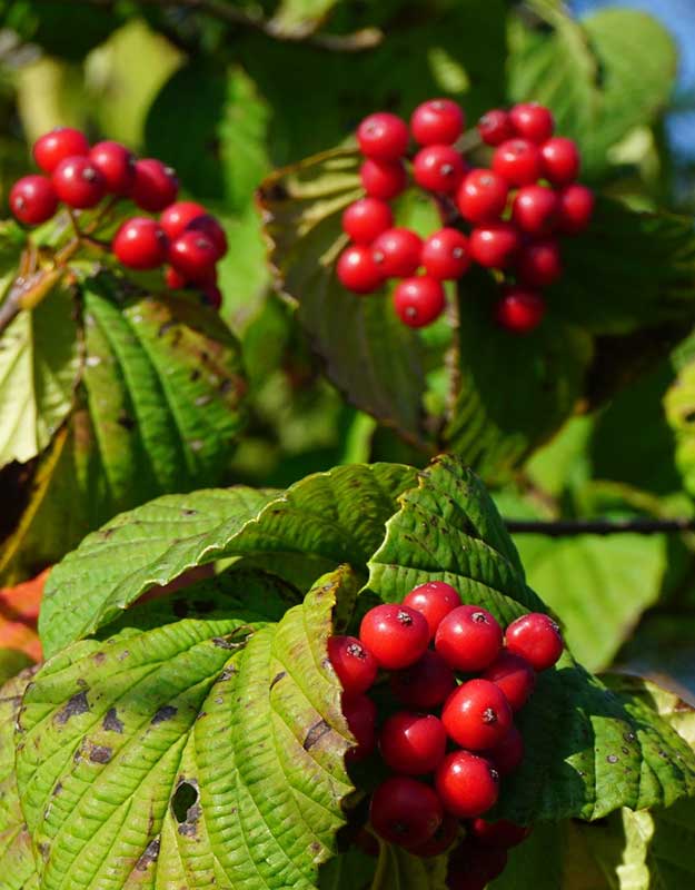 オオカメノキの実が赤く色づく