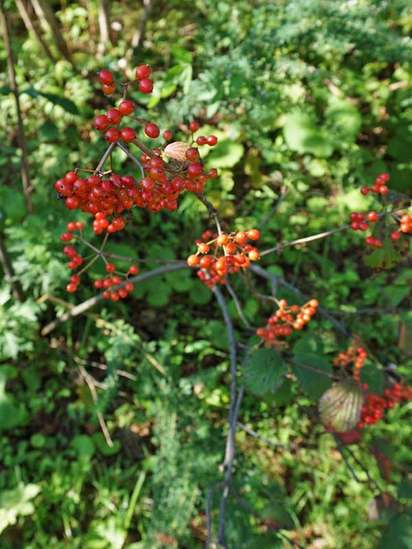 ガマズミの実が赤く色づく