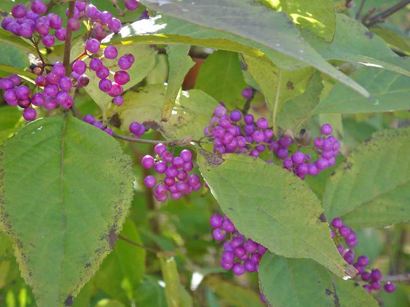 コムラサキの紫色の実