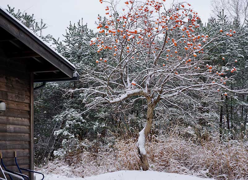 柿の木に雪が積もる