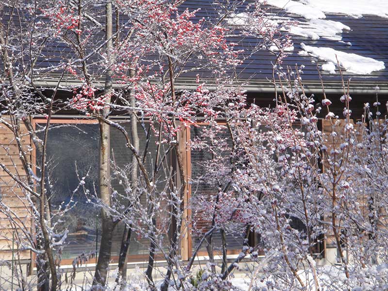 凍り付く樹々たち