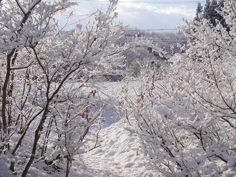早春の重い雪を耐え枝を撓らせる山の木々たち