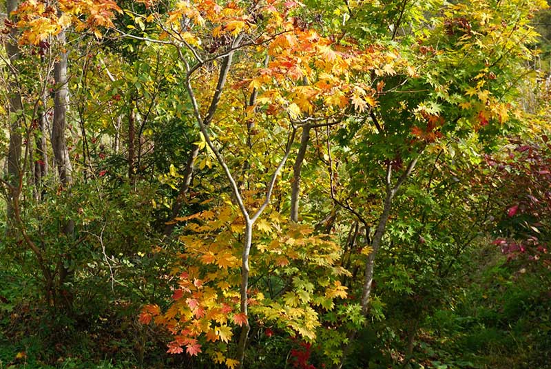 秋の山に踏み入ったかのような庭先の紅葉の景色