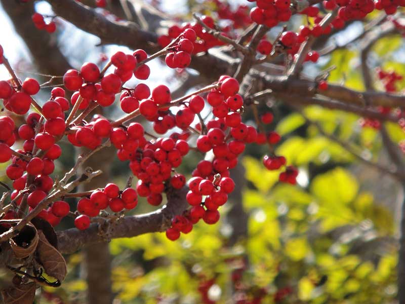 落葉した後に残ったウメモドキの赤い実