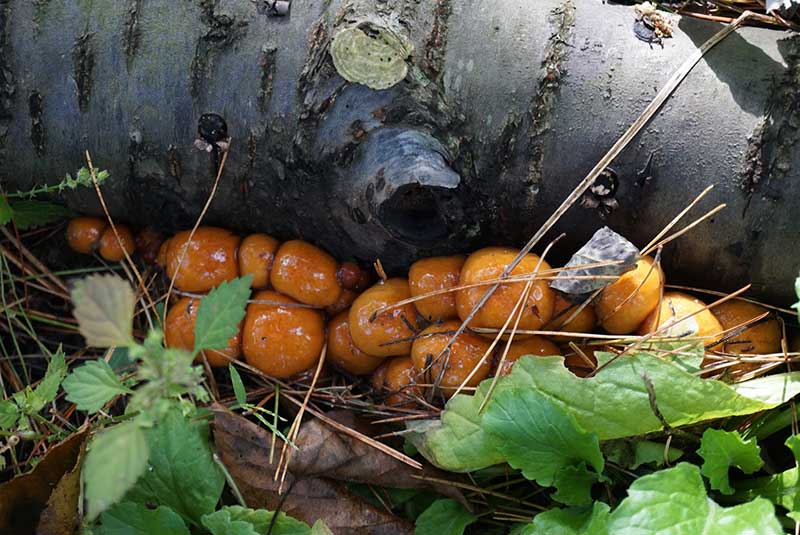 庭に置かれた原木から出たナメコ