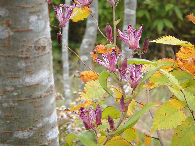 ブナに寄り添うホトトギスの花