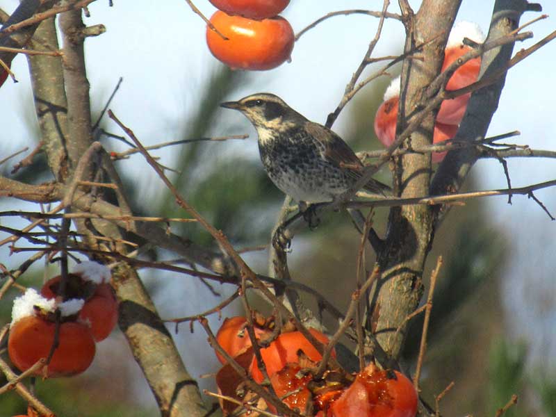柿の実をついばむツグミ