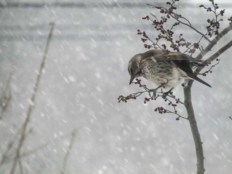 風雪の中、コムラサキの実をついばむツグミ
