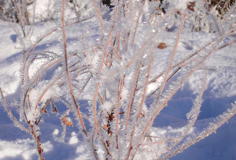 コムラサキの氷華