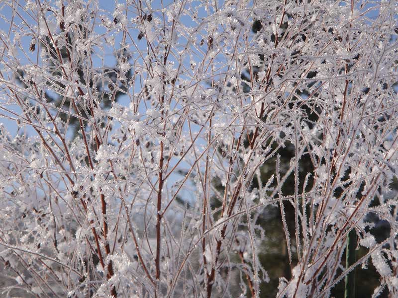 コムラサキの氷華