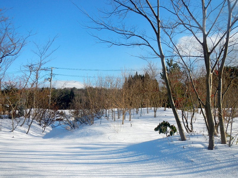 土地の自生種を植えた庭 谷を掘って山をつくり、土地の自生種を植えた庭