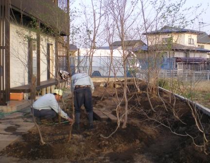 掘り取った木を植える